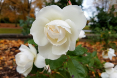 Central-close-up-shot-of-a-white-rose-with-foliage-and-autumn-leaves-in-the-background