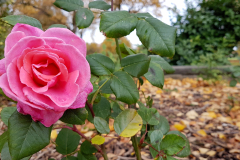 Close-up-Autumn-shot-of-a-pink-rose-with-foliage-and-autumn-leaves-in-the-background