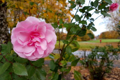 Close-up-of-a-fully-opened-pink-rose-in-Autumn-with-parkland-in-the-background