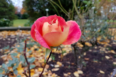 Close-up-of-a-peach-coloured-rose-in-Autumn-with-parkland-Autumn-background