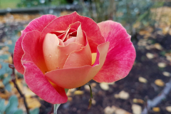 Close-up-of-a-peach-coloured-rose-in-Autumn