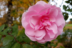 Close-up-of-a-single-pink-rose-in-Autumn