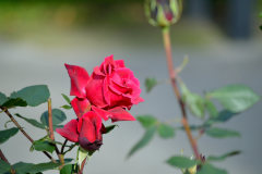 Close-up-of-red-rose-with-a-blurred-background