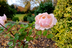 Close-up-of-two-pink-roses-in-Autumn-with-parkland-in-the-background