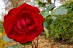 Close-up-shot-of-a-fully-opened-red-rose-with-foliage-in-the-background