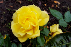 Close-up-shot-of-a-fully-opened-yellow-rose-with-the-soil-bed-in-he-background