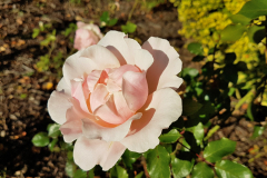 Close-up-shot-of-a-pink-rose-flower