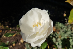 Close-up-shot-of-a-white-peony-flower