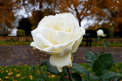 Close-up-shot-of-a-white-rose-with-autumn-trees-in-the-background