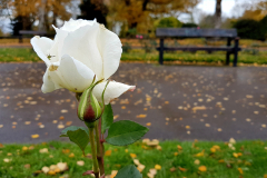 Close-up-shot-of-a-white-rose-with-park-bench-in-the-background
