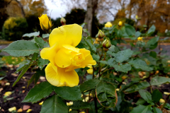 Close-up-shot-of-a-yellow-rose-with-foliage-in-the-background