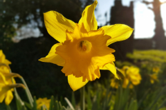 Single-daffodil