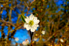 Single-tree-blossom