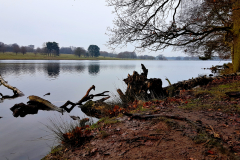 Fallen tree branch in a countryside lake on a Winter day