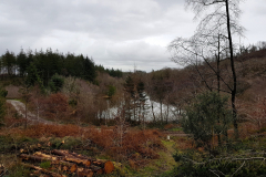 20201209_131858-Coed-Llyn-y-Garnedd-LeePritchard-scaled