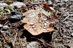 Brown-leaf-with-rain-drops