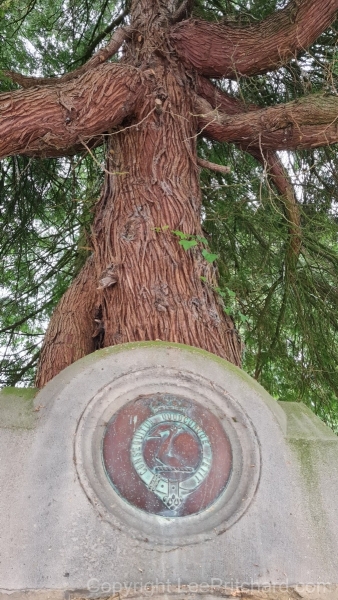 Kirkby-Lonsdale-Tree