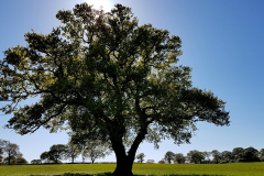 Large tree in a green field