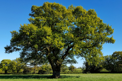 Single Green Tree in a Field