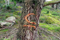 20201209_141841-Coed-Llyn-y-Garnedd-LeePritchard-scaled