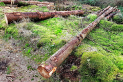 20201209_141859-Coed-Llyn-y-Garnedd-LeePritchard-scaled