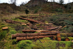 20201209_141926-Coed-Llyn-y-Garnedd-LeePritchard-scaled