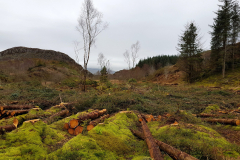 20201209_142030-Coed-Llyn-y-Garnedd-LeePritchard-scaled