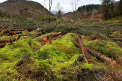 20201209_142042-Coed-Llyn-y-Garnedd-LeePritchard-scaled