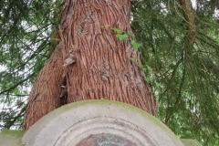 Kirkby-Lonsdale-Tree