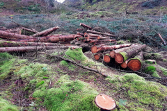 w3w_1607523497231-Coed-Llyn-y-Garnedd-LeePritchard-scaled