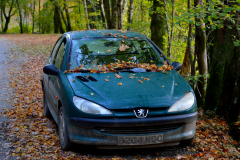 Abandoned car covered in tree sap and autumn leaves